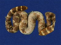 藏品(飯島氏海蛇)的圖片